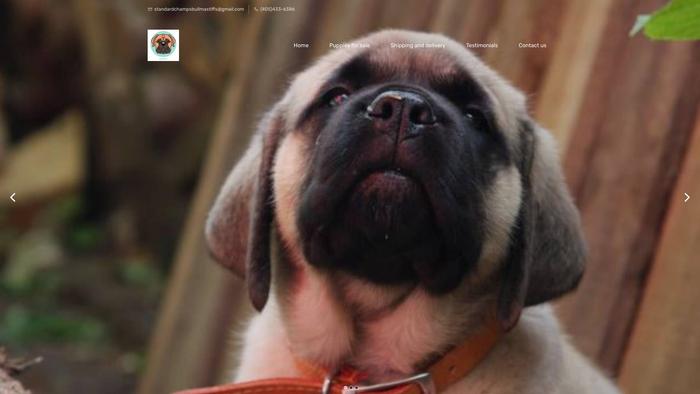 Standardchampsbullmastiffs.com - Bull Mastiff Puppy Scam Review