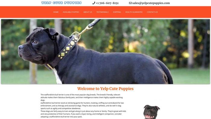 Yelpcutepuppies.com - Terrier Puppy Scam Review