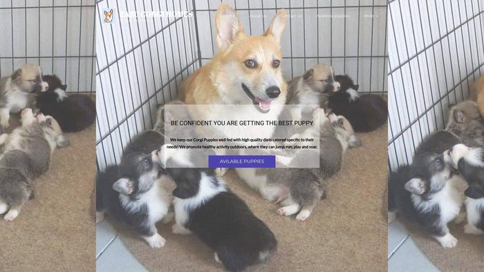 Zazucorgihomes.com - Corgi Puppy Scam Review