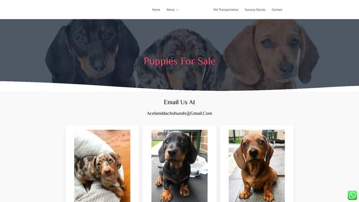 Acelanddachshunds.com - Dachshund Puppy Scam Review