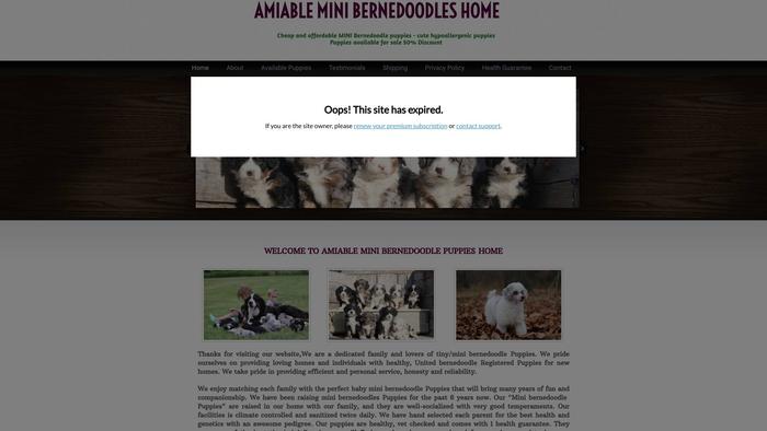 Amiableminibernedoodles.com - Bernedoodle Puppy Scam Review