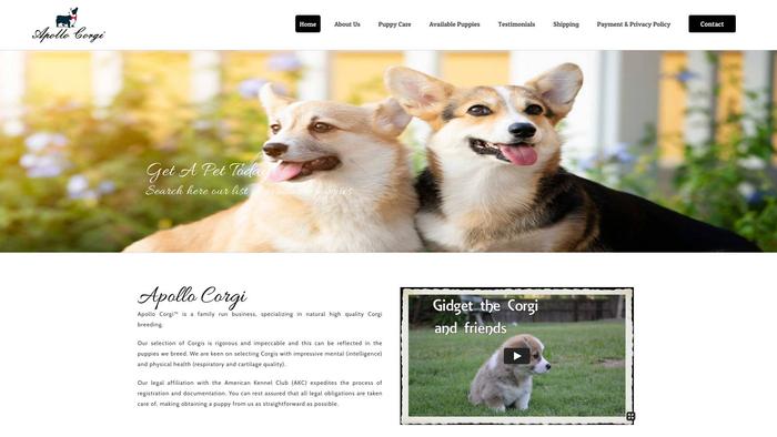 Apollocorgipuppies.com - Corgi Puppy Scam Review