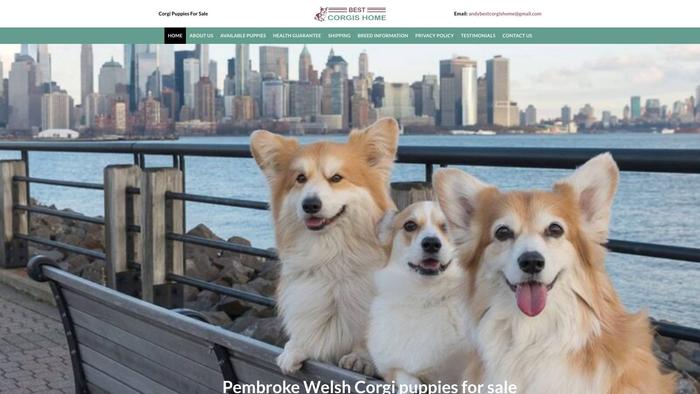 Bestcorgipuppiess.com - Corgi Puppy Scam Review