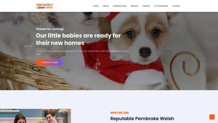 Beverlycorgipuppies.com - Corgi Puppy Scam Review