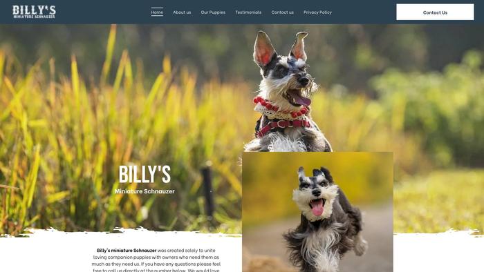 Billysminiatureschnauzer.com - Schnauzer Puppy Scam Review