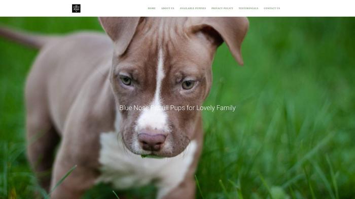 Bluenosepitbullpups.com - Pit Bull Puppy Scam Review