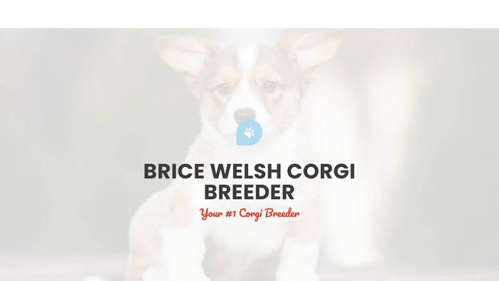 Bricewelshcorgibreeder.com - Corgi Puppy Scam Review