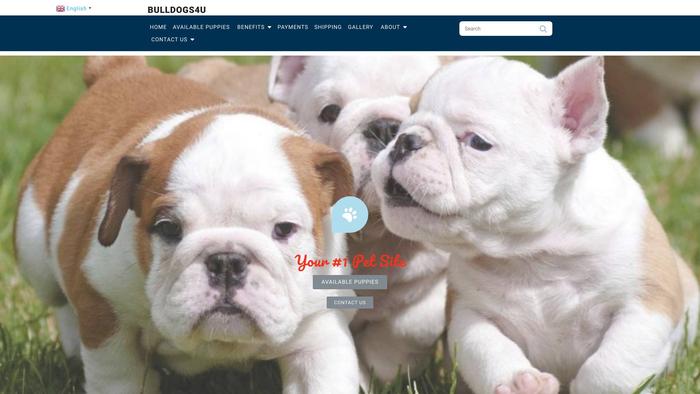 Bulldog4u.com - Bulldog Puppy Scam Review