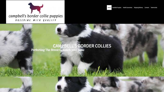 Campbellsbordercolliepuppies.com - Bordercollie Puppy Scam Review