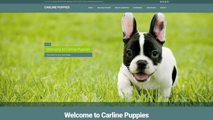 Carlinepuppies.com - Beagle Puppy Scam Review