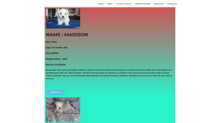 Cutesmaltesepuppieshome.com - Maltese Puppy Scam Review