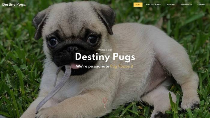 Destinypugs.com - Pug Puppy Scam Review