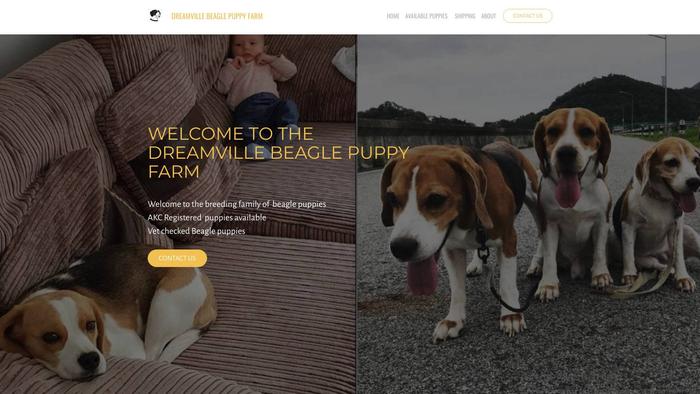 Dreamvillebeaglepuppyfarm.com - Beagle Puppy Scam Review