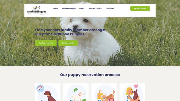 Elitepurebredpuppies.com - Maltipoo Puppy Scam Review