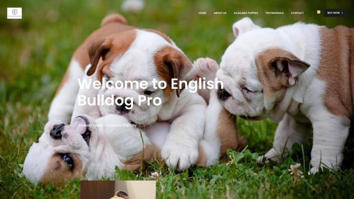 Englishbulldogpro.com - English Bulldog Puppy Scam Review