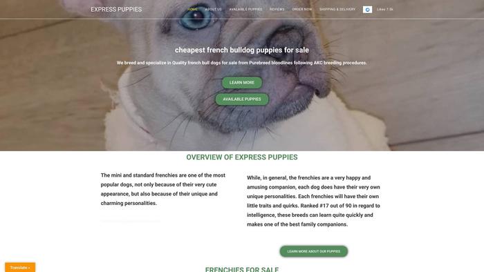 Expresspuppies.com - French Bulldog Puppy Scam Review