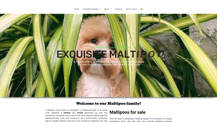 Exquisitemaltipoofamily.dog - Maltipoo Puppy Scam Review