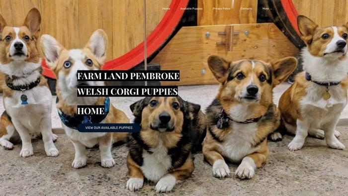 Farmlandcorgis.com - Corgi Puppy Scam Review