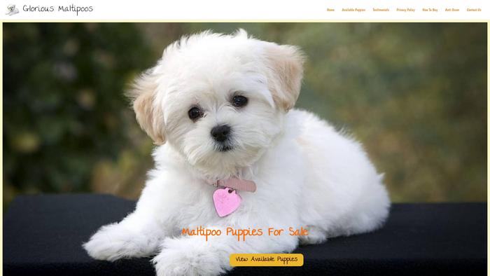 Gloriousmaltipoos.com - Maltipoo Puppy Scam Review