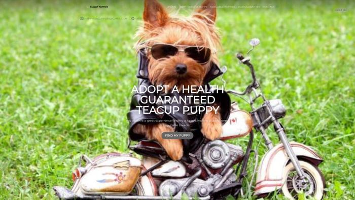 Happyteacuppups.com - Yorkshire Terrier Puppy Scam Review