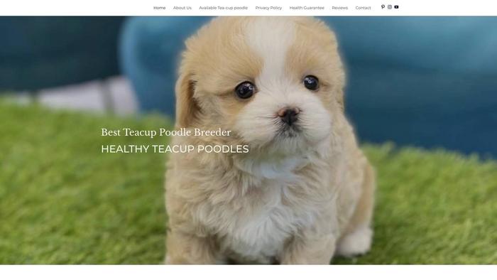 Healthyteacuppoodles.com - Pomeranian Puppy Scam Review