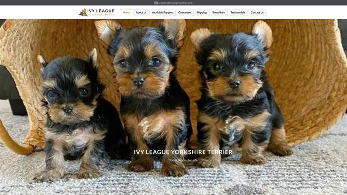 Ivyleageuyorkies.com - Terrier Puppy Scam Review