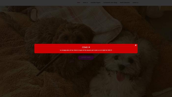 Jimsmaltesefamily-au.com - Maltese Puppy Scam Review