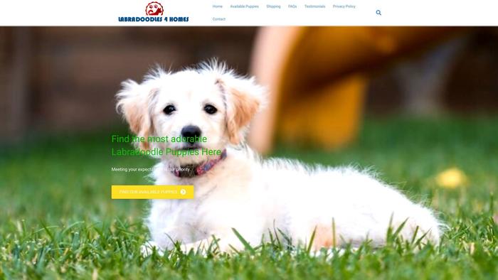 Labradoodles4homes.com - Labradoodle Puppy Scam Review