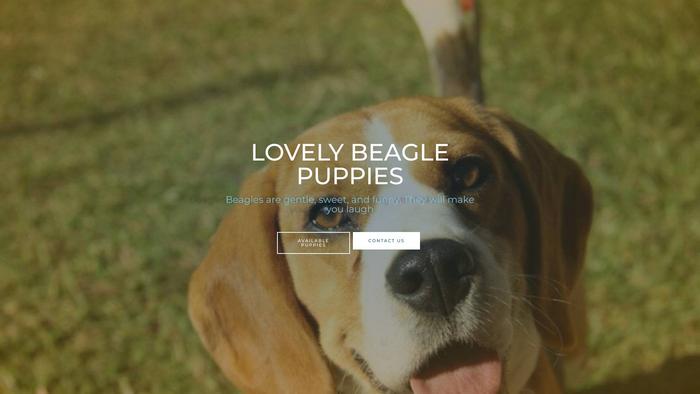 Lovelybeaglepuppies.com - Beagle Puppy Scam Review