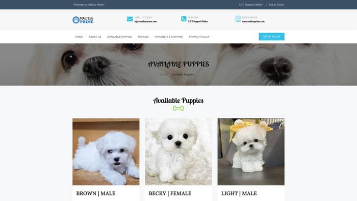 Malteseprime.com - Maltese Puppy Scam Review