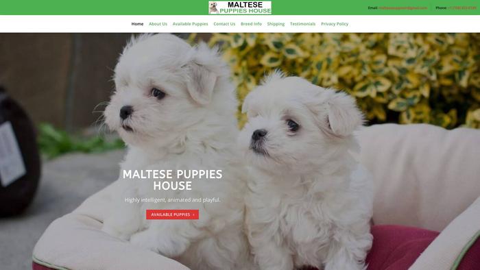 Maltesepuppieshouse.com - Maltese Puppy Scam Review