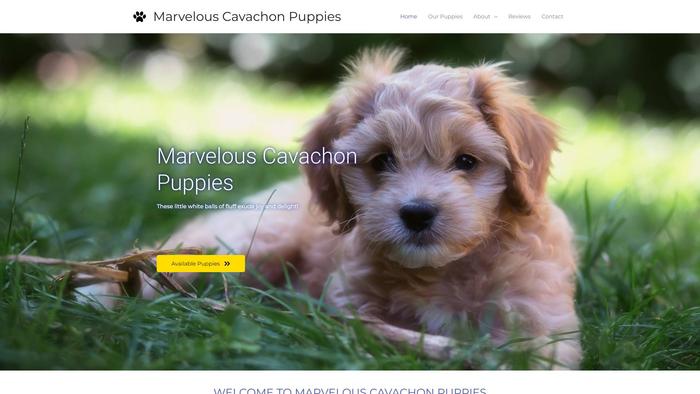 Marvelouscavachonpuppies.com - Cavachon Puppy Scam Review