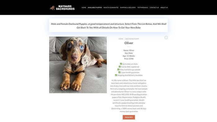 Maynarddachshunds.com - Dachshund Puppy Scam Review