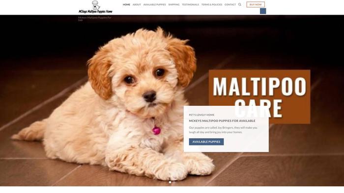 Mckeysmaltipoopuppieshome.com - Maltipoo Puppy Scam Review