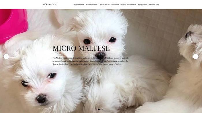 Micromaltese.com - Maltese Puppy Scam Review