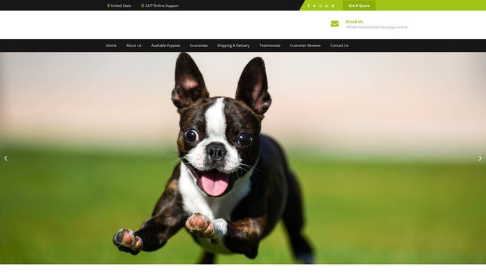 Mikebostonterrierpuppy.online - Boston Terrier Puppy Scam Review