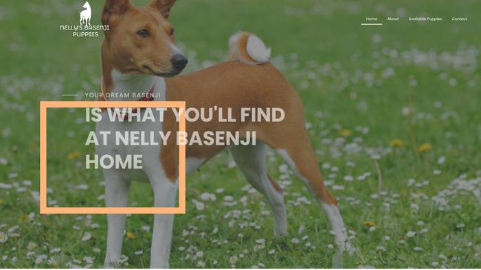 Nellybasenjipuppies.com - Basenji Puppy Scam Review