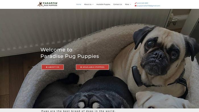 Paradisepugpuppies.com - Pug Puppy Scam Review