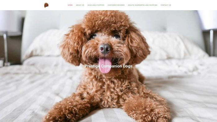 Patrickstoypoddles.com - Poodle Puppy Scam Review