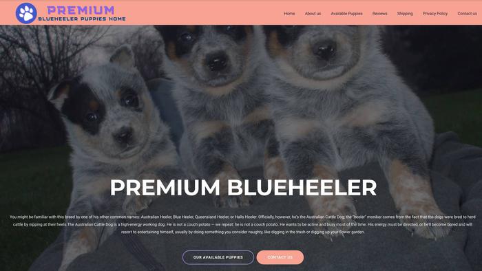 Premiumblueheeler.com - Australian Shepherd Puppy Scam Review