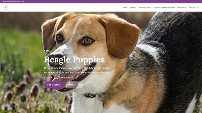 Primebeagles.com - Beagle Puppy Scam Review