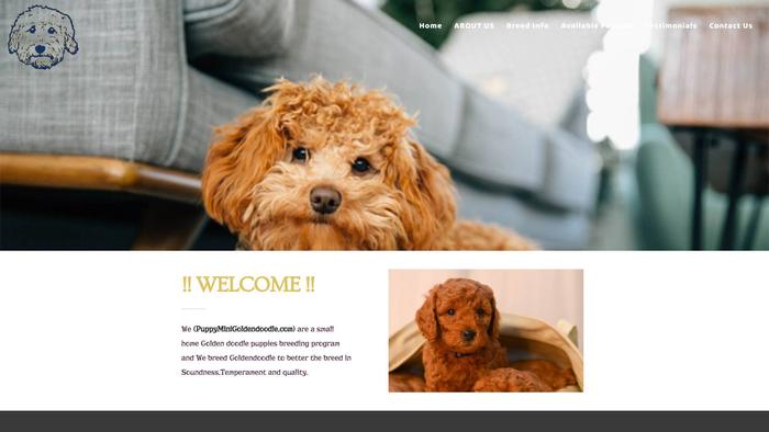 Puppyminigoldendoodle.com - Golden Doodle Puppy Scam Review