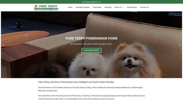 Pureteddypomeranianhome.com - Pomeranian Puppy Scam Review