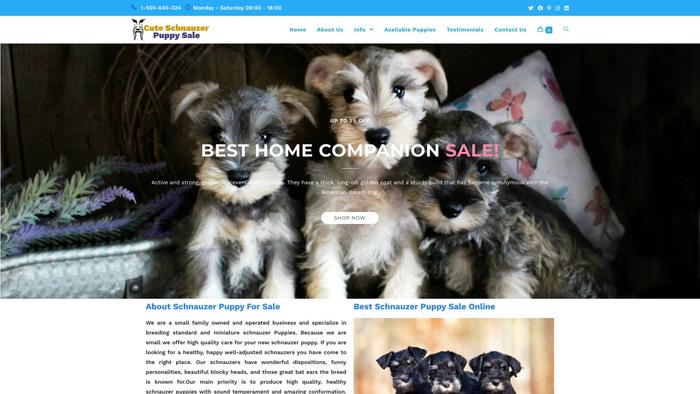 Schnauzerpuppysale.com - Schnauzer Puppy Scam Review