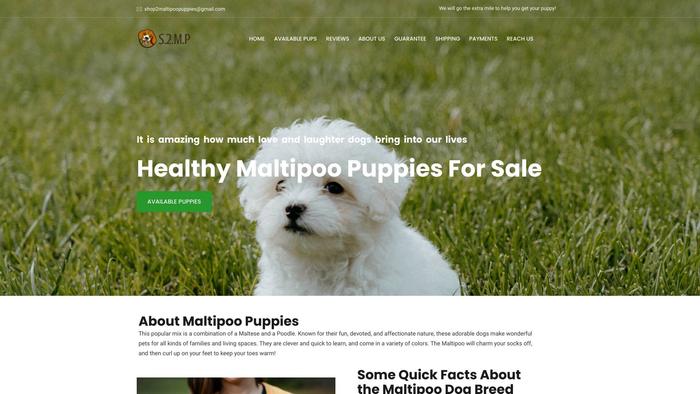 Shop2maltipoopuppies.com - Maltipoo Puppy Scam Review