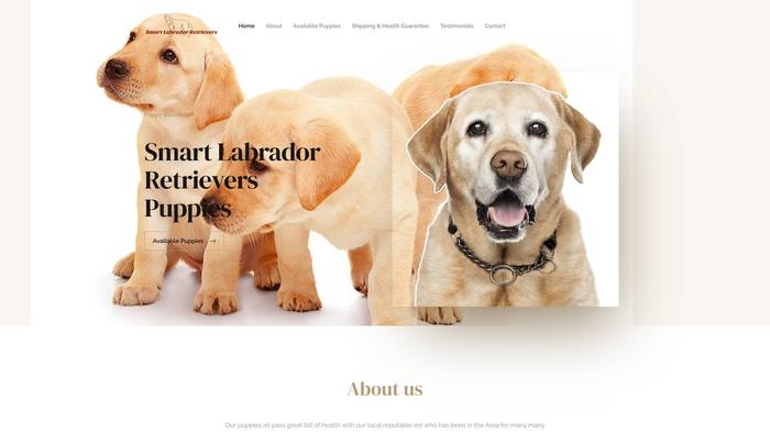 Smartlabradorretrieverpuppieshome.com - Golden Retriever Puppy Scam Review