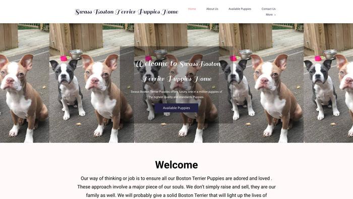 Swassbostonterrierpuppieshome.com - Boston Terrier Puppy Scam Review