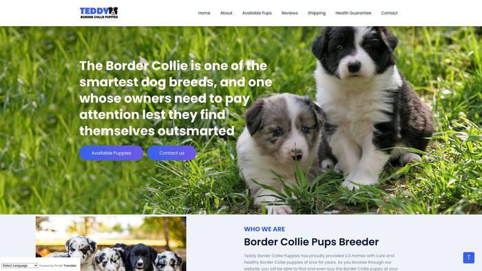 Teddybordercolliepuppies.com - Bordercollie Puppy Scam Review