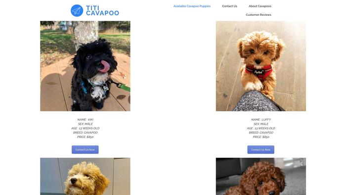 Titicavapoopuppies.com - Cavapoo Puppy Scam Review