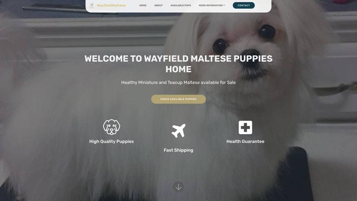 Wayfieldmaltesepupshome.com - Maltese Puppy Scam Review